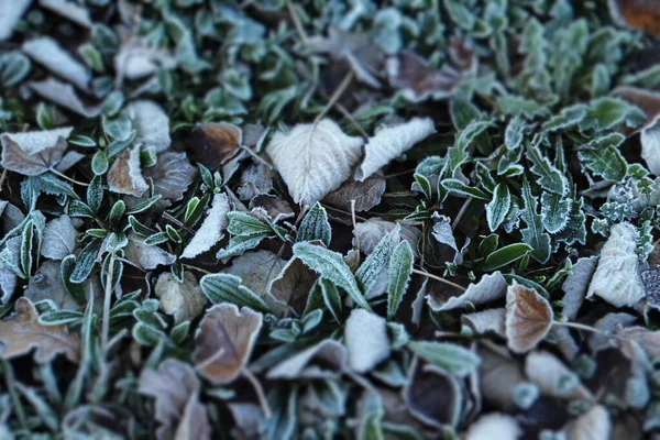 Frozen Ground Winter Day — Φωτογραφία Αρχείου