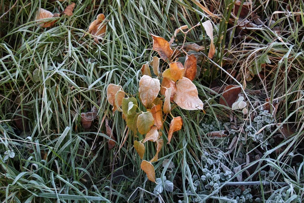 Terra Congelada Dia Inverno — Fotografia de Stock