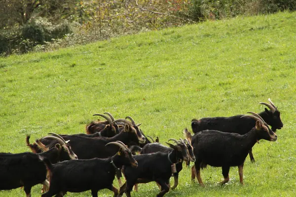 Ziege Auf Dem Land — Stockfoto