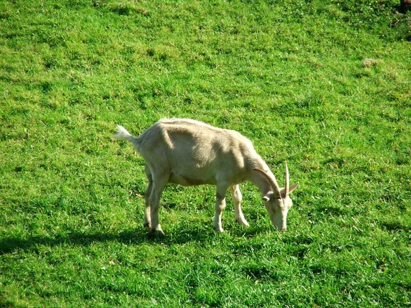 田舎のヤギ — ストック写真