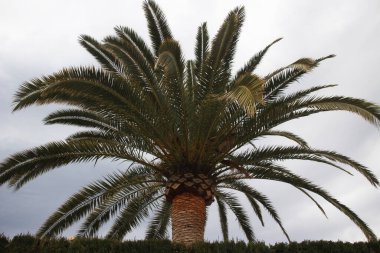 Şehirde palmiye ağacı