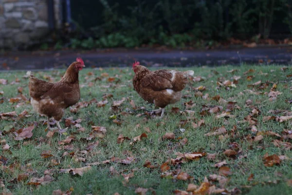 Poules Dans Une Ferme — Photo