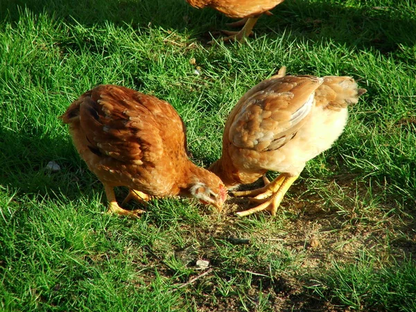 Gallinas Una Granja — Foto de Stock