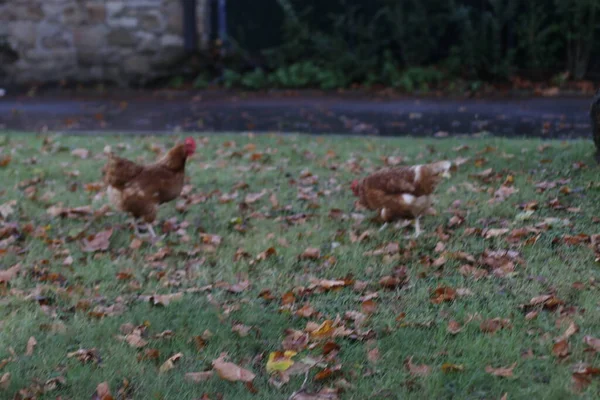 Poules Dans Une Ferme — Photo