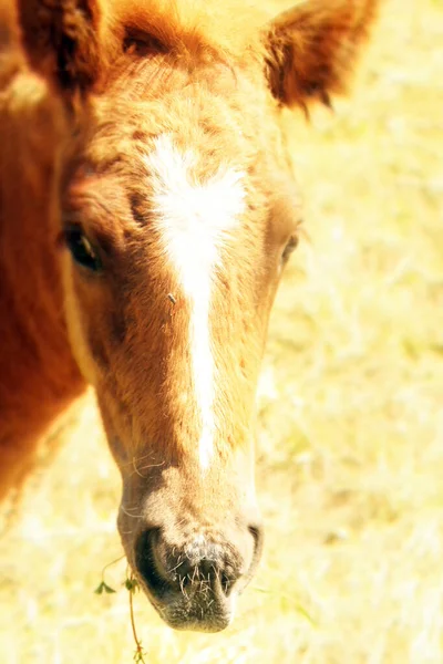 Horse Countryside — Stock Photo, Image