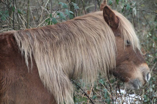 Caballo Campo — Foto de Stock