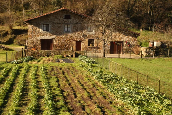 Huerto Día Verano — Foto de Stock