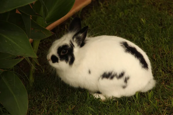 Konijn Het Gras — Stockfoto