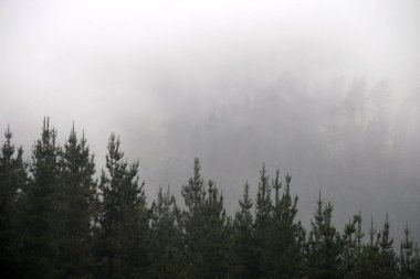 Ormanda sonbahar renkleri