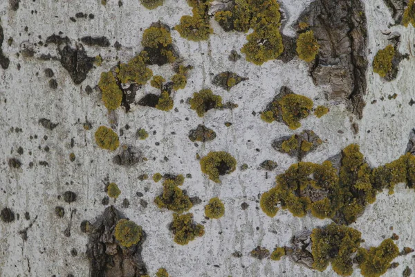 Colores Otoñales Bosque — Foto de Stock