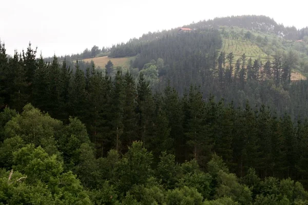 Colores Otoñales Bosque — Foto de Stock