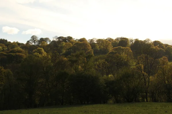 Cores Outono Floresta — Fotografia de Stock