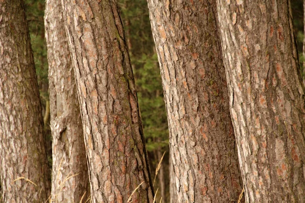 Cores Outono Floresta — Fotografia de Stock