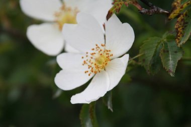 Kırsalda ilkbahar çiçekleri