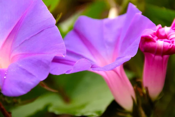 Voorjaarsbloemen Het Platteland — Stockfoto