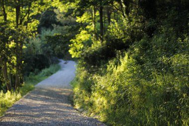 Bir şehir parkında yol