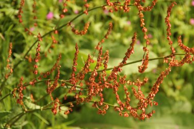 Ağaçlarda sonbahar renkleri