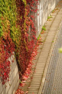 Ağaçlarda sonbahar renkleri
