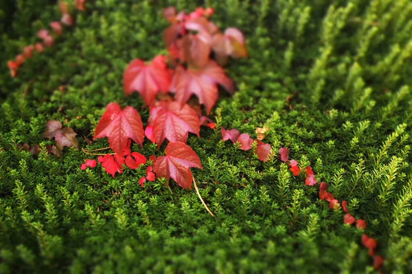 Ağaçlarda Sonbahar Renkleri — Stok fotoğraf