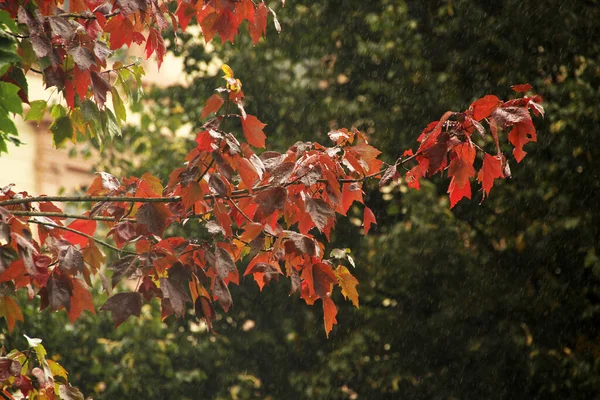 Autumn Colors Trees — Stock Photo, Image