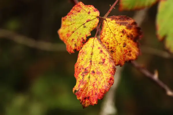 Podzimní Barvy Stromech — Stock fotografie