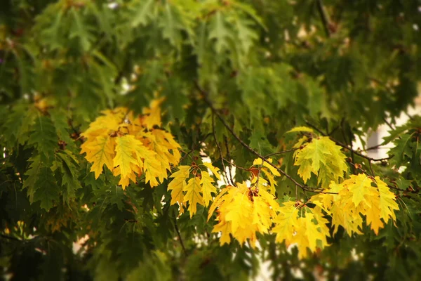 Cores Outono Nas Árvores — Fotografia de Stock