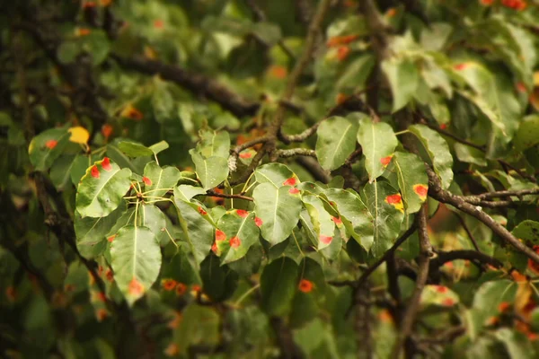 Colores Otoñales Los Árboles — Foto de Stock