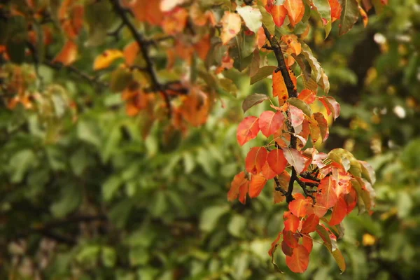 Herfst Kleuren Bomen — Stockfoto