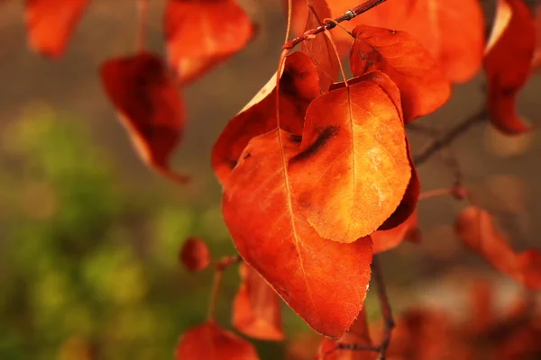 Herbstliche Farben Den Bäumen — Stockfoto