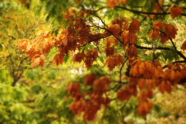 Herbstliche Farben Den Bäumen — Stockfoto