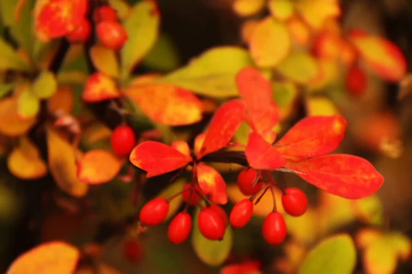 Herfst Kleuren Bomen — Stockfoto
