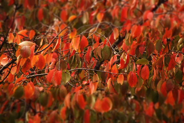 Cores Outono Nas Árvores — Fotografia de Stock