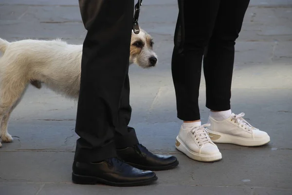 Haushund Auf Der Straße — Stockfoto