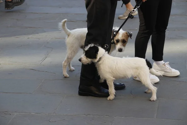 Haushund Auf Der Straße — Stockfoto