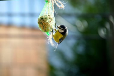 Kırsalda vahşi bir kuş