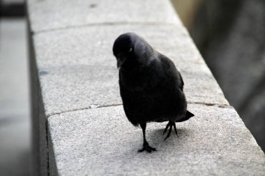Sokakta siyah bir kuş