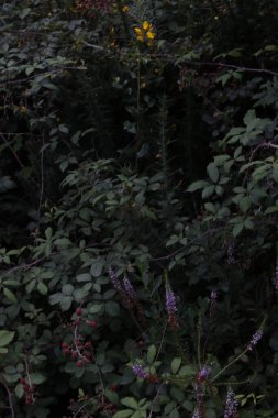 Bask Ülkesi 'ndeki Orman