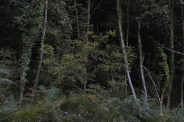 Bask Ülkesi 'ndeki Orman