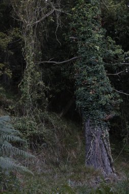 Bask Ülkesi 'ndeki Orman