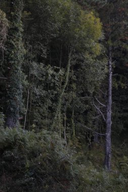 Bask Ülkesi 'ndeki Orman