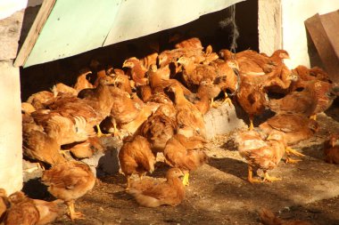 Çiftlikteki tavuklar