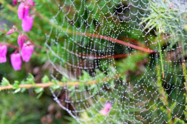 Sabah örümceğin ağı