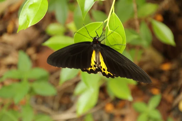 Papillon Dans Jardin Tropical — Photo
