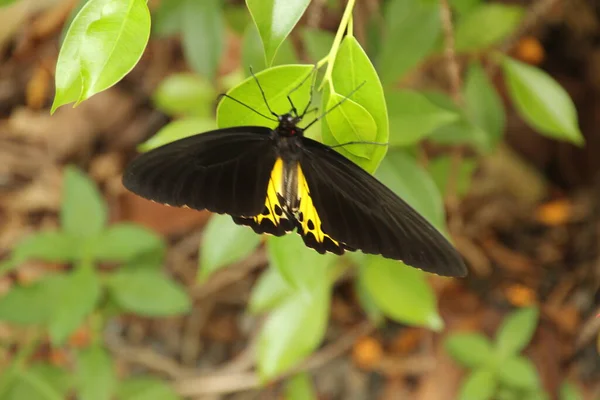 Vlinder Een Tropische Tuin — Stockfoto