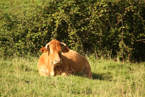 Vaca Prado — Foto de Stock