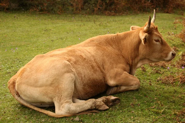Αγελάδα Λιβάδι — Φωτογραφία Αρχείου