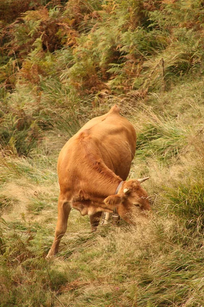 Vache Dans Une Prairie — Photo