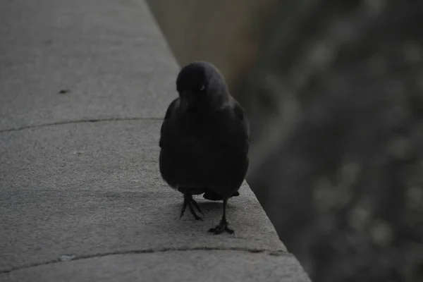 Pássaro Preto Rua — Fotografia de Stock