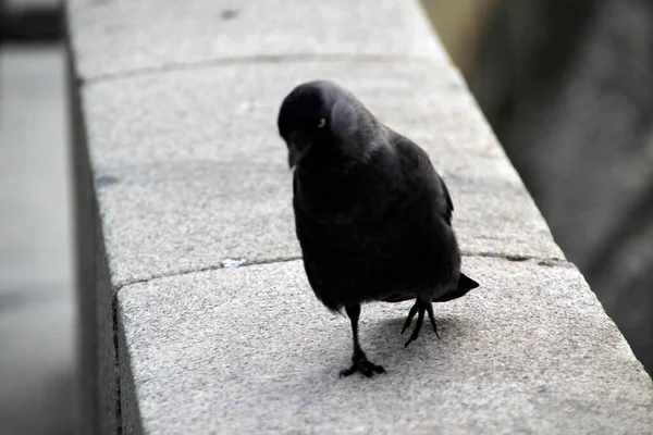 Burung Hitam Jalan — Stok Foto