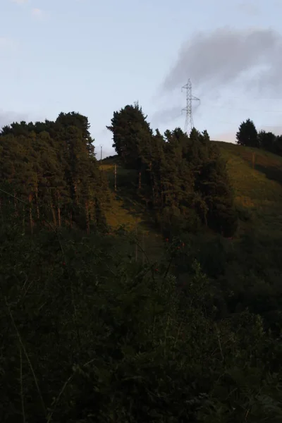 Лес Стране Басков — стоковое фото